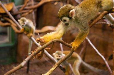 Social networks shape monkey 'culture' too