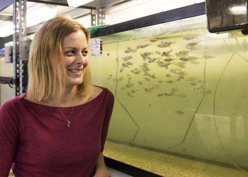 Study sheds light on genetics of how and why fish swim in schools