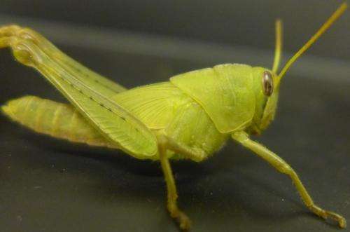UC Riverside entomologist seeks grasshoppers