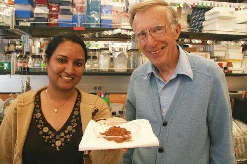 UC Santa Barbara scientists discover cinnamon compounds' potential ability to prevent Alzheimer's