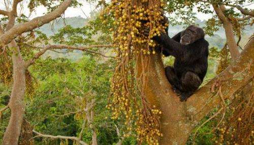 Researchers study chimpanzee community isotopes to learn about ancient food sources (w/ Video)