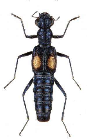 4 new species of water-gliding rove beetles discovered in Ningxia, China