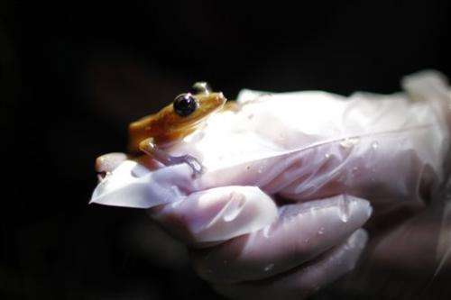 Alarm over vanishing frogs in the Caribbean