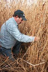 A study of switchgrass for home heating in the northeast