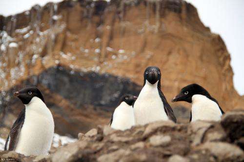 Climate change winners: Ad&amp;eacute;lie penguin population expands as ice fields recede