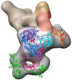 Scientists map elusive 3-D structure of telomerase enzyme, key actor in cancer, aging