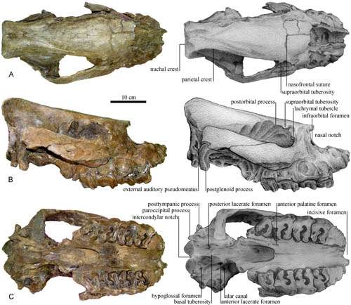 A new species of the hornless rhino found from the Late Miocene of Nakhon Ratchasima, Thailand