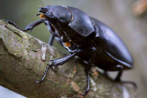 A picture taken on August 30, 2012 shows a stag beetle, in Saint Philbert sur Risle, northwestern France