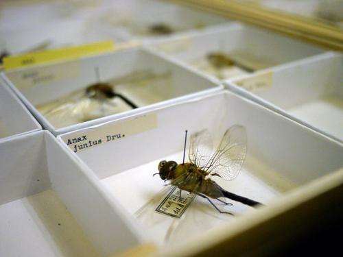 Entomologist uses ScholarSphere repository to preserve rare insect collection