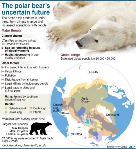 Graphic fact file on polar bears