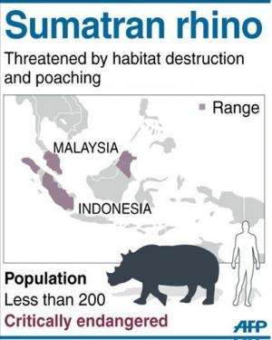 Graphic on the critically endangered Sumatran rhino