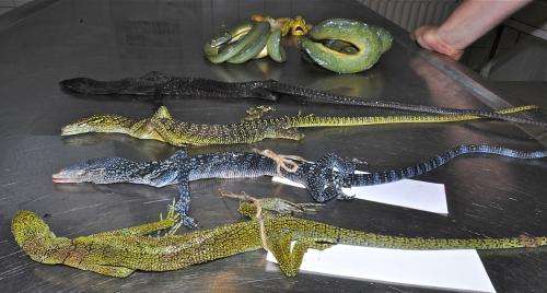 Modern dragons in danger: The relentless exploitation of Asian giant lizards revealed