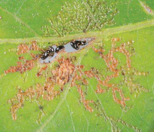 New species of fascinating opportunistic shelter using leaf beetles
