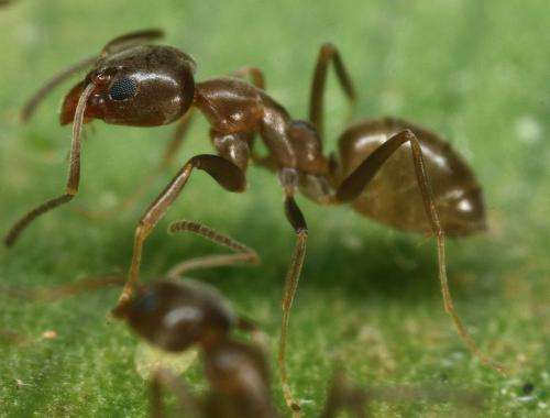 Researchers find Asian needle ants displacing other aggressive invaders