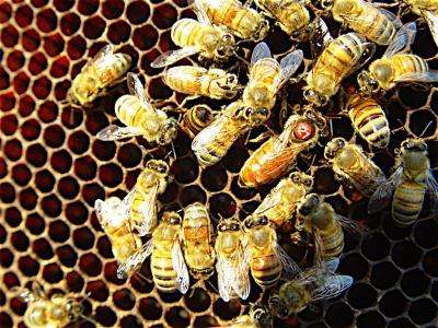 Researchers id queens, mysterious disease syndrome as key factors in bee colony deaths