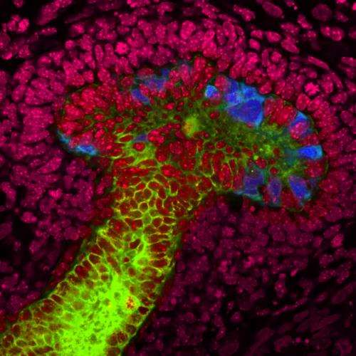 Salk scientists generate “mini-kidney” structures from human stem cells