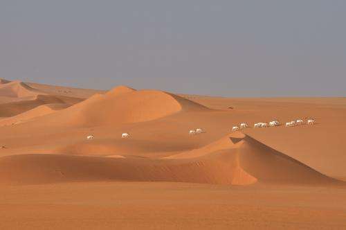Study documents catastrophic collapse of Sahara's wildlife