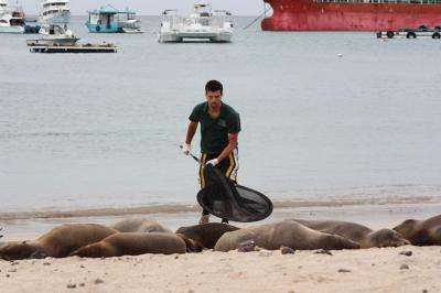 Survival of the Galapagos sea lion