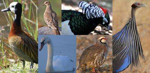 The evolution of plumage patterns in male and female birds