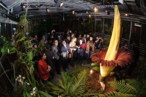 Visitors look at the Arum Titan as it blossoms on November 19, 2012 at the Botanical Garden in Basel, Switzerland