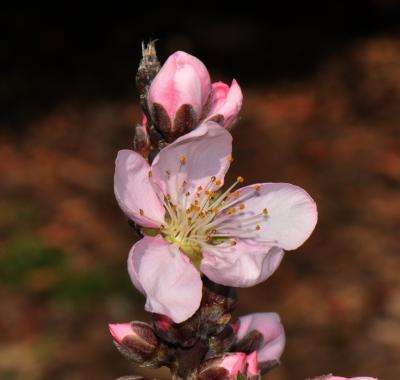 Peach genome offers insights into breeding strategies for biofuels crops