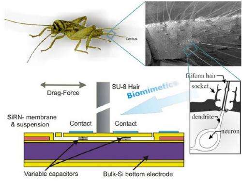 Crickethair sensor is 'highlight' of bio-inspired technology