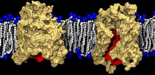 Researchers determine the structure of a protein that could provide a new antimicrobial target