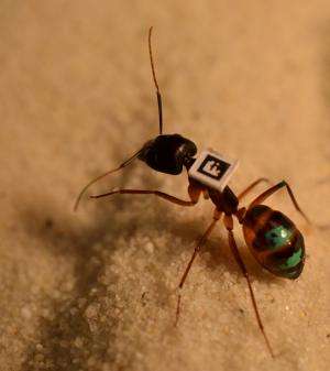 Researchers glue bar codes on to ants to study individual behavior within group (w/ video)