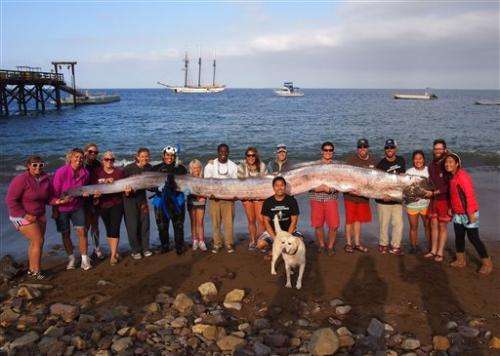 5-meter sea creature found off California coast
