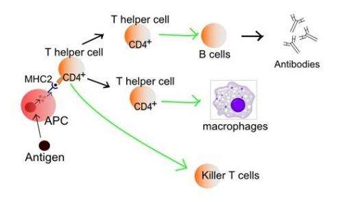 Against-the-clock rehearsal for Station immunology test