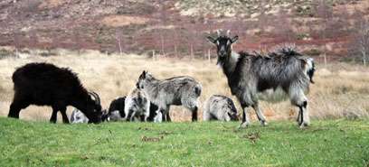 Global warming could cause goat populations to rocket