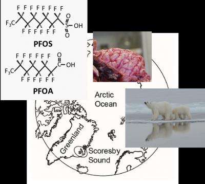 Environmental toxins enter the brain tissue of polar bears