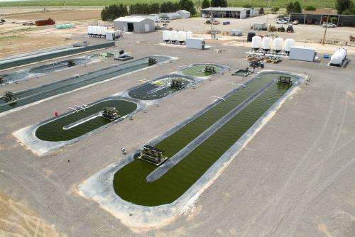Groundbreaking algae research continues at Pecos