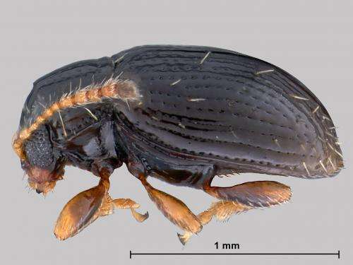 New species of fascinating opportunistic shelter using leaf beetles