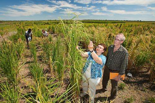 Project aims to biofortify rice for improved nutritional value