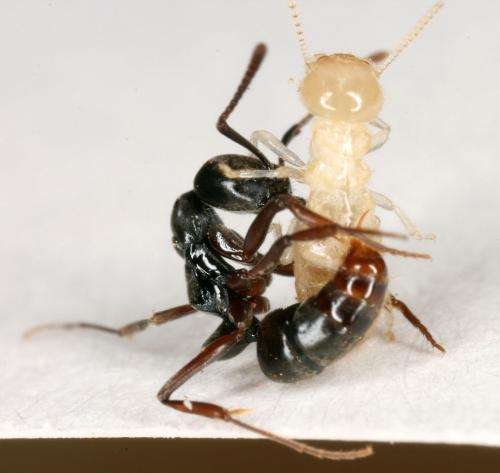 Researchers find Asian needle ants displacing other aggressive invaders