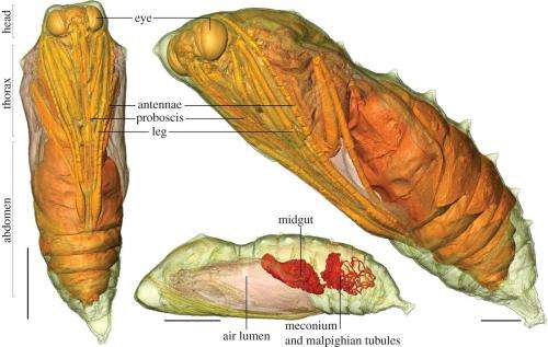 Researchers use CT scanners to watch living pupae develop into butterflies inside chrysalis
