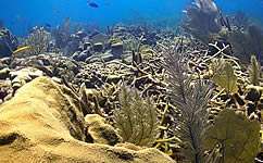 Scientists call for global action on coral reefs