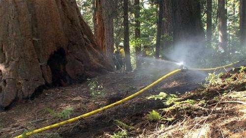 Squelching Sierra fires left forest ready to burn