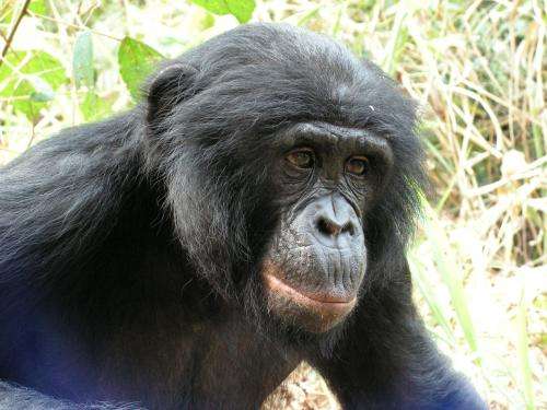 Study finds the forgotten ape threatened by human activity and forest loss