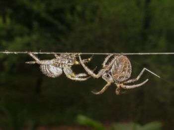 Study reveals strategy behind spiders’ web etiquette