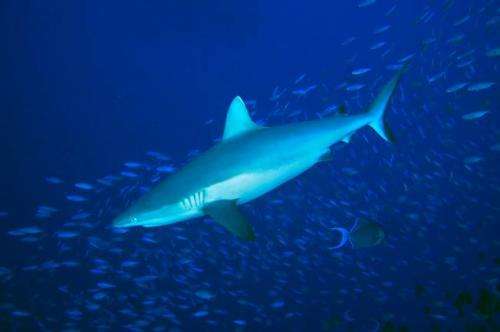 Study suggests overfishing of sharks is harming coral reefs