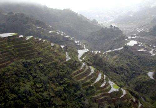 This file photo shows Banaue rice terraces, pictured on February 23, 2003