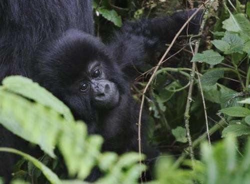This photo take on June 17, 2012, shows an infant mountain gorillas at the Virunga National Park