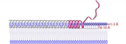 UCSB research group develops a new tool for studying membrane protein structure