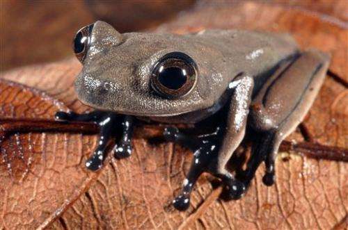 60 possible new species found in Suriname forest
