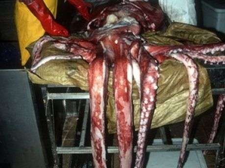 New research reveals giant squid exist as a single species