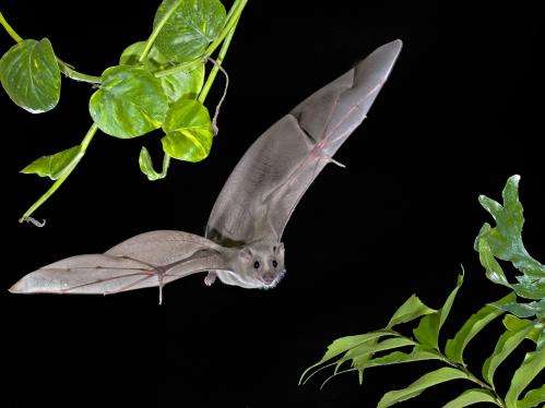 Neural activity in bats measured in-flight