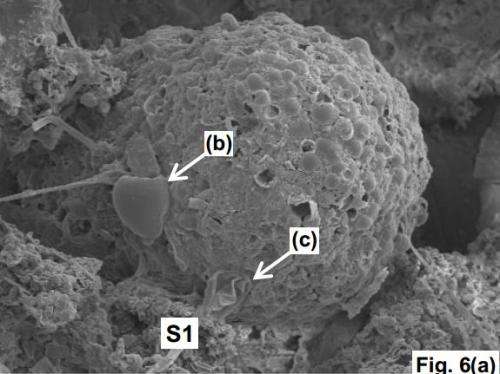 Astrobiologists claim meteorite carried space algae