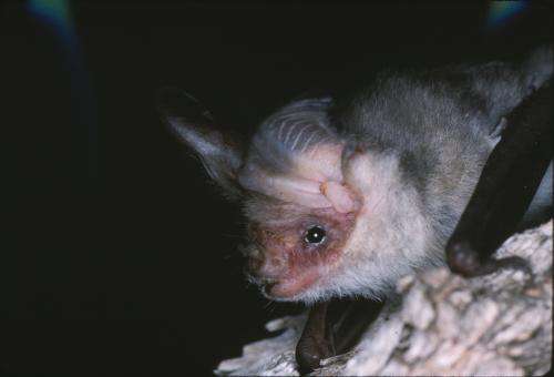 Australian endangered species: Lord Howe Long-eared Bat